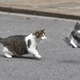 Illustration for article titled Make the Cat Prime Minister